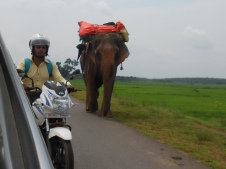 Ein Elefant auf dem Weg in seinen Jahresurlaub.