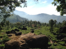 Mein Lieblingsort: Die Teefelder in Kerala.